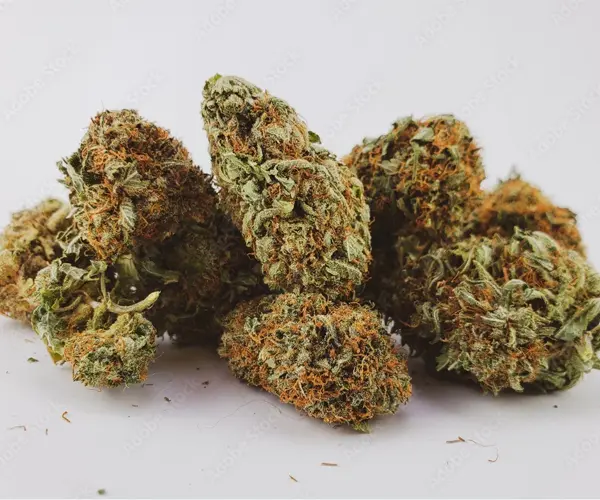 Sativa