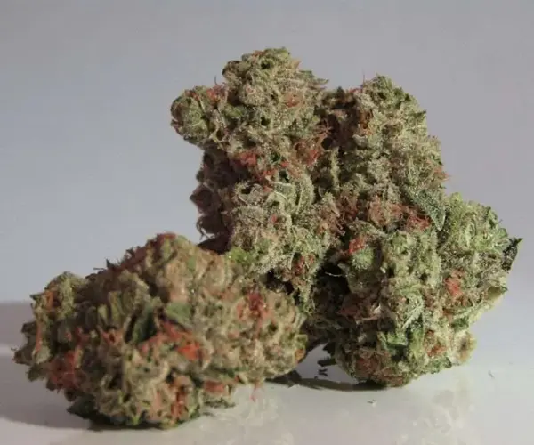 Indica