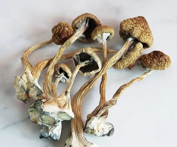Psilocybin (Magic Mushrooms)