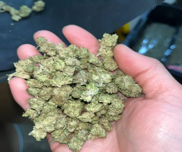 White Widow Smalls