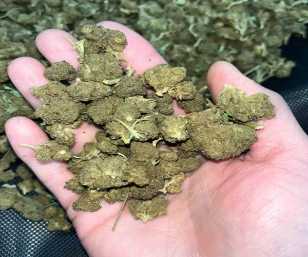 Bubba Cake Smalls