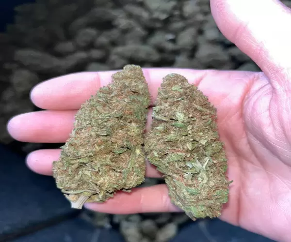 Lemon Jeffery
