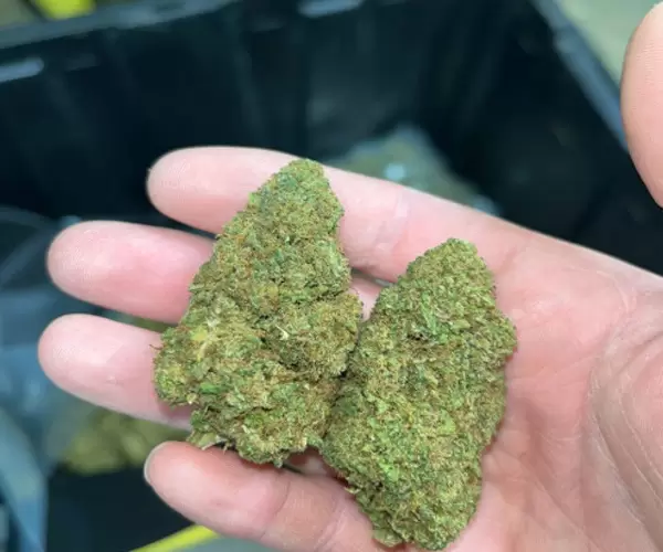 Skittlez