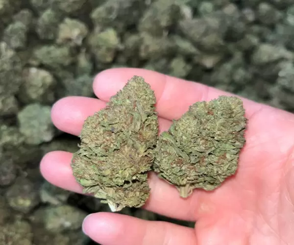 Platinum Kush