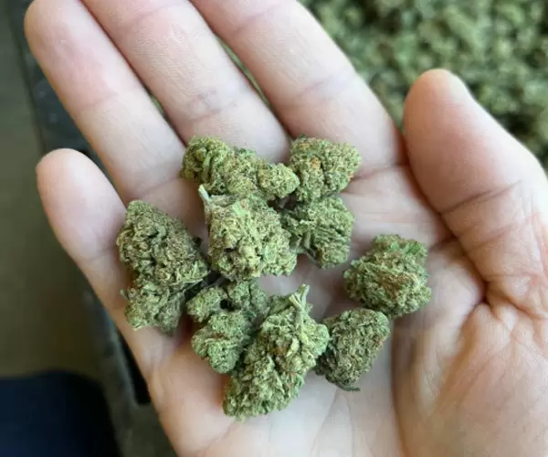 God Father OG Smalls