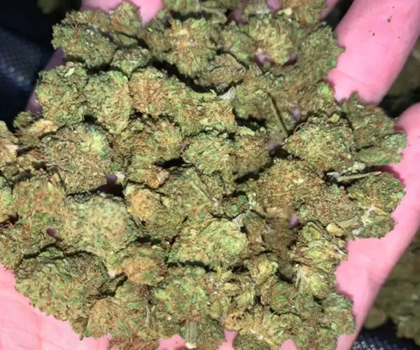 Skittlez Smalls