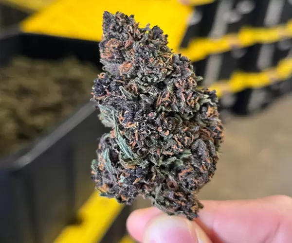 Purple Bubbly
