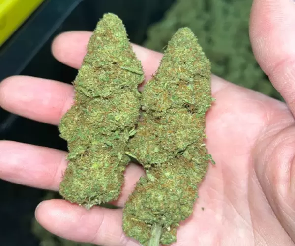 Sour Diesel Price Drop