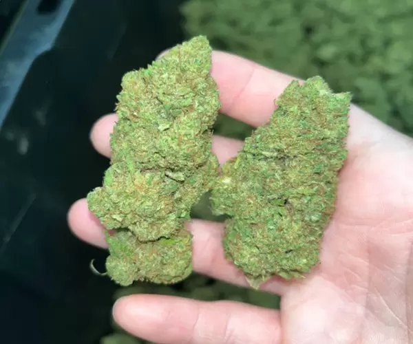 Tsunami OG