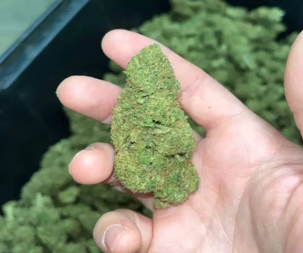 Special Berry