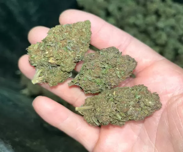 Raspberry Kush
