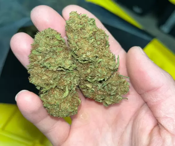 Royal OG