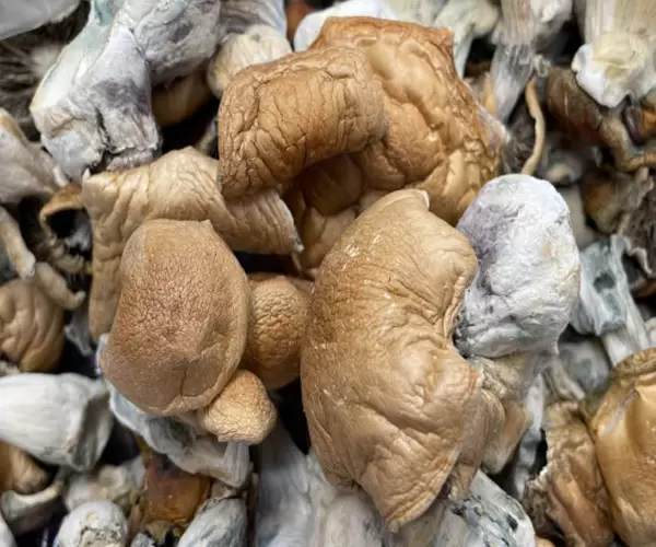 Tidal Wave Magic Mushrooms