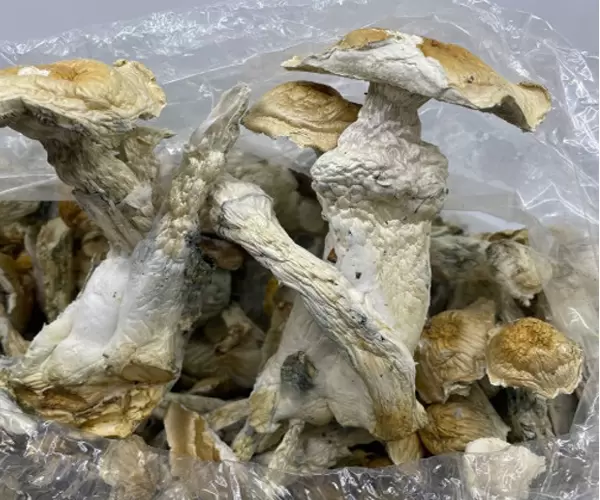 Grape Ape Shrooms