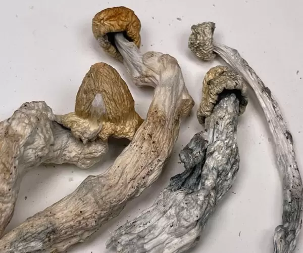Psilocybin Psychedelic Mushrooms (Albino Penis Envy Shrooms)